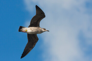 Baltische Mantelmeeuw, Baltic Gull, Larus fuscus fuscus
