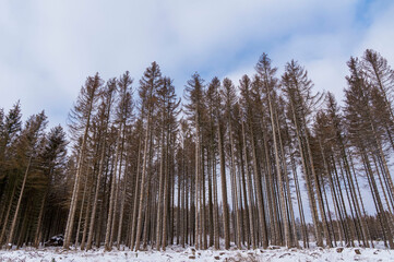 Winterwald