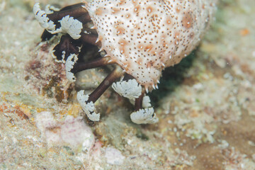 Worm or sea cucumber thailand