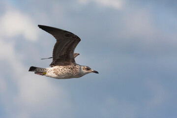 Baltische Mantelmeeuw, Baltic Gull, Larus fuscus fuscus