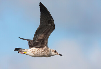 Baltische Mantelmeeuw, Baltic Gull, Larus fuscus fuscus