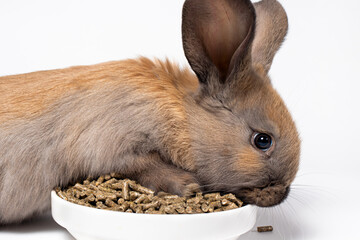 The brown rabbit climbed on a plate of compound feed and tries to get food on a white background. Balanced full diet.