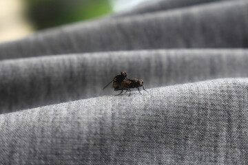 bug on a leaf