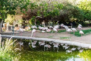 Al Ain Zoo 