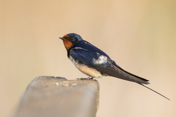 Boerenzwaluw, Barn Swallow, Hirundo rustica