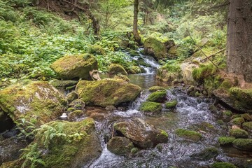 Naklejka na ściany i meble Mountain stream in green forest at summer time