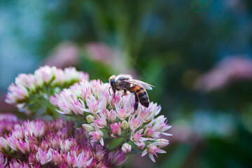 bee on flower