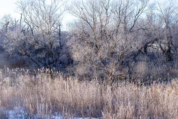 北海道冬の風景　阿寒郡鶴居村の樹氷と気嵐