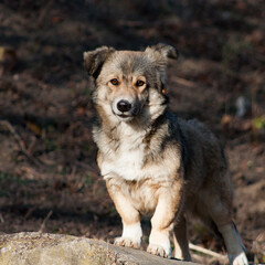 portrait of a dog