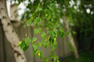 Birch tree with fresh green leaves on the branches close-up. Spring garden. Natural background