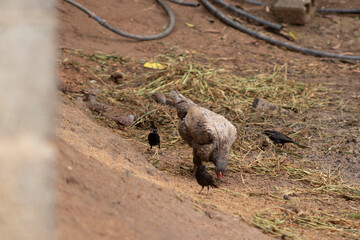 galinha. passaros, chacarra, animais, aves, vida no campo, galinha comendo