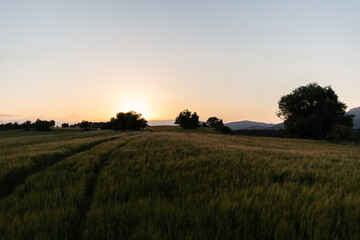 Sunset in the meadow 
