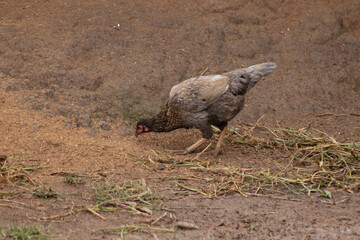 galinha. passaros, chacarra, animais, aves, vida no campo, galinha comendo
