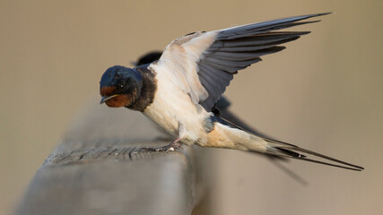 Boerenzwaluw, Barn Swallow, Hirundo rustica