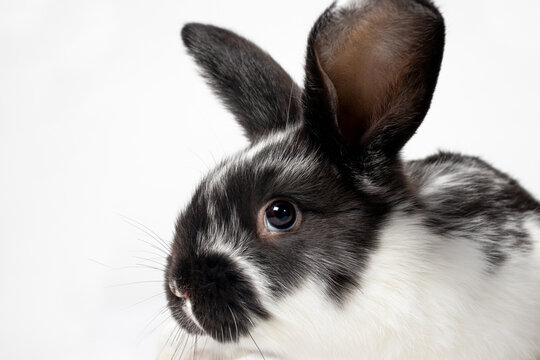 Macro photo of the rabbit's head. Rabbit diseases, coccidiosis or lichen. Veterinary medicine for a rabbit farm