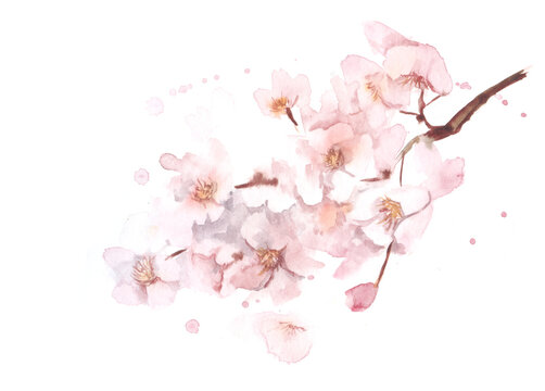 Watercolor tender image of blurred blooming cherry twig with lots of small gentle pink flowers with falling petals on white background. Hand drawn spring illustration