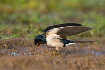 Boerenzwaluw, Barn Swallow, Hirundo rustica