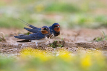 Boerenzwaluw, Barn Swallow, Hirundo rustica