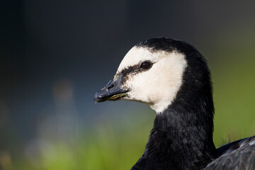 Brandgans, Barnacle Goose, Branta leucopsis