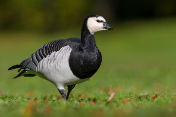 Brandgans, Barnacle Goose, Branta leucopsis