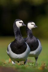 Brandgans, Barnacle Goose, Branta leucopsis