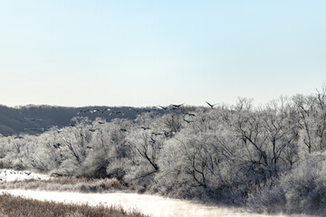 北海道冬の風景　阿寒郡鶴居村の樹氷とタンチョウ鶴