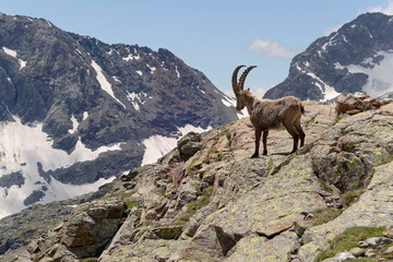 Male Alpine Ibex (Capra ibex) in French Alps 