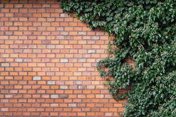 Ceglana ściana obrośnięta bluszczem, zielone liście na murze z cegieł