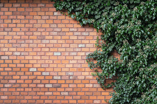 Fototapeta Ceglana ściana obrośnięta bluszczem, zielone liście na murze z cegieł