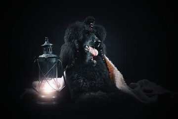 royal poodle in black background