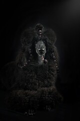royal poodle in black background
