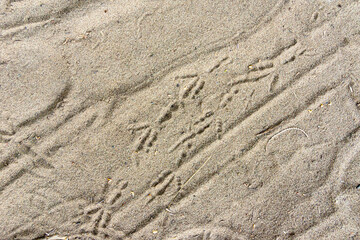 fresh bird tracks on dry sand, selective focus