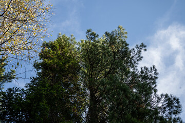 Natural landscape with a view of autumn trees against the sky