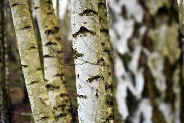 bark of a tree