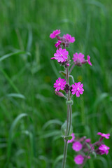 Little Pink Flowers In Green Meadow