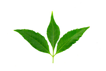 Medicinal neem leaf isolated on white background. Green leaf in South East Asia. Azadirachta indica var. siamensis valeton. Top view. 