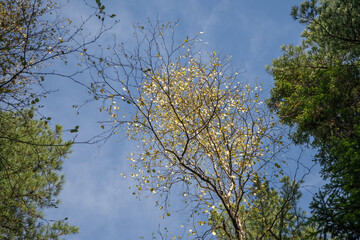 Obraz premium Natural landscape with a view of autumn trees against the sky
