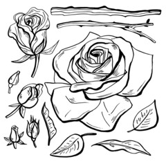 Big set of rose flowers, buds, leaves and stems. Decorative vector elements for tattoo, greeting card, wedding invitation. Hand-drawn black and white sketch.