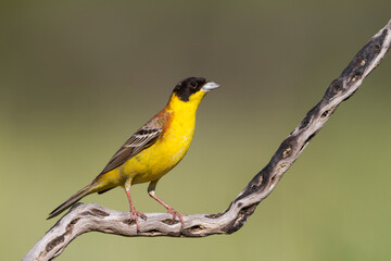 Zwartkopgors, Black-headed Bunting, Emberiza melanocephala