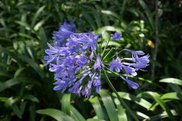 flores, roxo, planta, buque