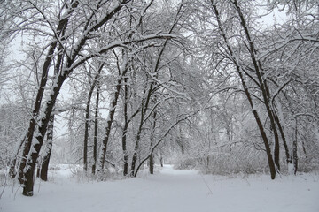 many snow-covered trees in the forest. calm winter landscape