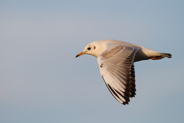 Black-headed Gull, Kokmeeuw, Larus ridibundus