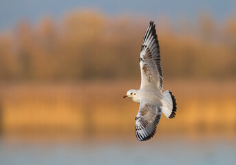 Black-headed Gull, Kokmeeuw, Larus ridibundus