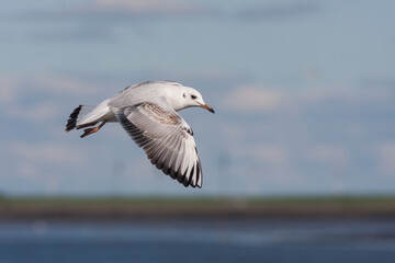 Kokmeeuw, Common Black-headed Gull, Croicocephalus ridibundus