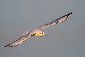 Kokmeeuw, Common Black-headed Gull, Croicocephalus ridibundus