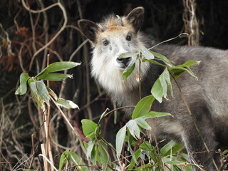 二ホンカモシカ