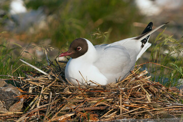 Kokmeeuw, Common Black-headed Gull, Croicocephalus ridibundus