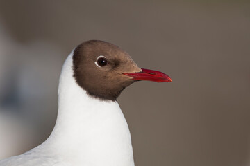 Kokmeeuw, Common Black-headed Gull, Croicocephalus ridibundus