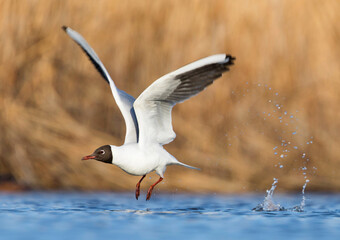 Kokmeeuw, Common Black-headed Gull, Croicocephalus ridibundus