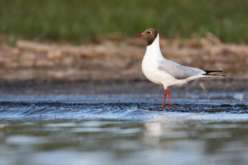Fototapeta premium Kokmeeuw, Common Black-headed Gull, Croicocephalus ridibundus